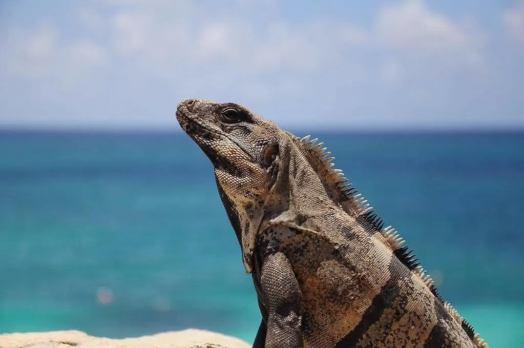 Apartament Viva Maria Playa del Carmen Meksyk